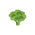 Vector illustration. Broccoli icon