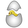 Color vector illustration of a cute chicken hatching from an egg. The shell cracked. Yellow ball. Isolated background.