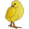 Color vector illustration of a cute chicken posing. Yellow ball. Chick on an isolated background. Cartoon style. Royalty Free Stock Photo