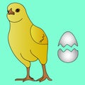 Color vector illustration of a fighting chicken hatched from an egg. Yellow ball.