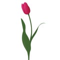 Tulip. Bright pink bud. Delicate flower. Vector illustration. Isolated background. A flowering plant from the lily family. 