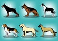 Color vector illustration of various dogs such as German Shepherd, Great Dane, Dobermann, Belgian Malinois, Labrador Retriever and