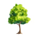 Color Vector Tree Royalty Free Stock Photo