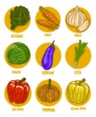 Color Vegetables Vector Illustration Set