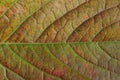 Color vegetative texture from a piece of a large leaf Royalty Free Stock Photo