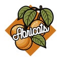 Color vintage fruits emblem