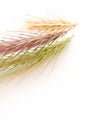 Color wheat spikes Royalty Free Stock Photo