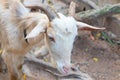 Color white goat pitiful with long brown horns live in farm stall is a steel cage as a net. Royalty Free Stock Photo