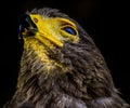 Color wildlife portrait of a single isolated hawk with clouds reflecting in its eye