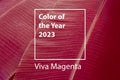 Color of the year 2023 background. Magenta new trend color on red purple palm leaf background.