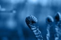 Fern fiddlehead unfurling with blue toned Royalty Free Stock Photo