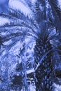 Color of the year 2020 - Classic Blue. Creative tropical palm tree colored in blue, outdoors exotic park. Trendy color background