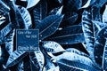 Color of the Year 2020 Color Blue. Beautiful elongated large tropical leaves intertwined.
