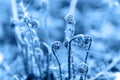 Fern fiddlehead unfurling with blue toned Royalty Free Stock Photo