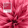 Color of the Year 2023 Viva Magenta. Fuchsia pink plant, top view. Square