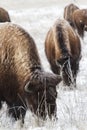 American Bison on the High Plains of Colorado Royalty Free Stock Photo