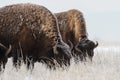 American Bison on the High Plains of Colorado Royalty Free Stock Photo