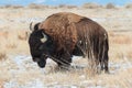 American Bison on the High Plains of Colorado Royalty Free Stock Photo