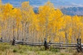 Colorado Aspen Royalty Free Stock Photo