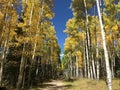 Colorado Aspen - Fall Royalty Free Stock Photo