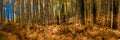 Colorado Aspen Grove in Autumn Royalty Free Stock Photo