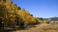 Colorado Aspen Stand and Field Royalty Free Stock Photo