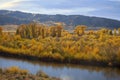 Colorado Aspen Trees in Autumn Royalty Free Stock Photo