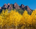 Colorado Aspens