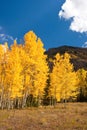 Colorado Aspens