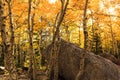 Colorado Aspens in Autumn