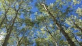 Colorado aspens