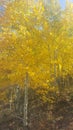 Colorado Aspens