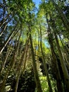 Towering Aspens Royalty Free Stock Photo