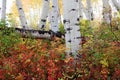 Colorado Autumn Aspen Trunks