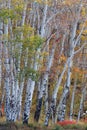 Colorado Autumn Aspen Trunks