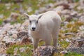 Colorado Baby Mountain Goat Royalty Free Stock Photo