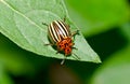 Colorado Beetle