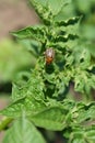 Colorado beetle