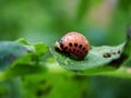 Colorado beetle