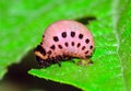 Colorado Beetle