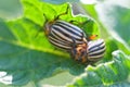 Colorado beetle