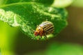 Colorado beetle