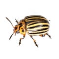 The Colorado beetle