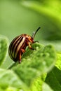 Colorado Beetle