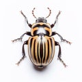 Colorado beetle closeup isolated on white, macro of a living insect. AI generated