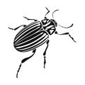 Colorado beetle, a coleopterous insect.Colorado, a harmful insect single icon in black style vector symbol stock Royalty Free Stock Photo