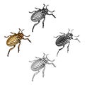 Colorado beetle, a coleopterous insect.Colorado, a harmful insect single icon in cartoon,black style vector symbol stock