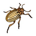 Colorado beetle, a coleopterous insect.Colorado, a harmful insect single icon in cartoon style vector symbol stock Royalty Free Stock Photo