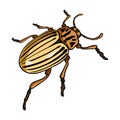 Colorado beetle, a coleopterous insect.Colorado, a harmful insect single icon in cartoon style vector symbol stock