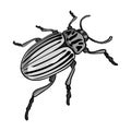 Colorado beetle, a coleopterous insect.Colorado, a harmful insect single icon in monochrome style vector symbol stock Royalty Free Stock Photo